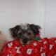 Pure Bred Yorkie