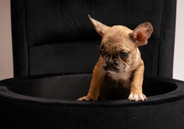 Litter of 6 French Bulldog Puppies