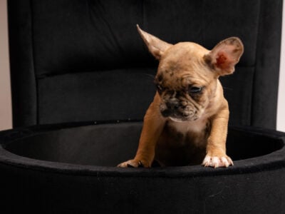 Litter of 6 French Bulldog Puppies