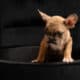 Litter of 6 French Bulldog Puppies