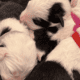 Old English Sheepdog Puppies