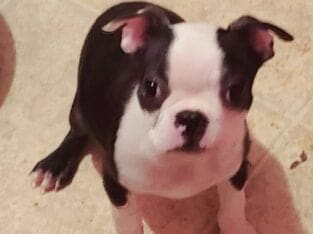 Boston Terriersl. ●●● Ruby. very beautiful