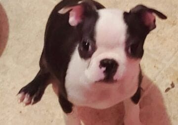 Boston Terriersl. ●●● Ruby. very beautiful