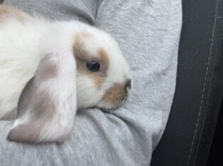 Rabbit Looking For New Home