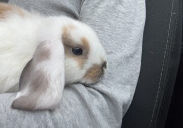 Rabbit Looking For New Home