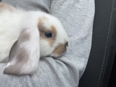 Rabbit Looking For New Home