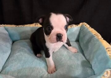 Boston Terriers