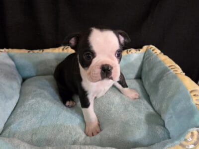 Boston Terriers