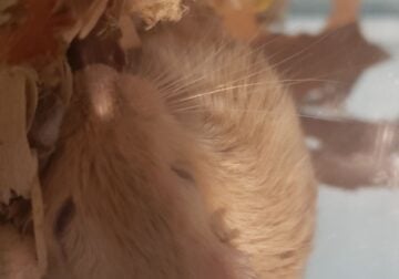 2 gerbils
