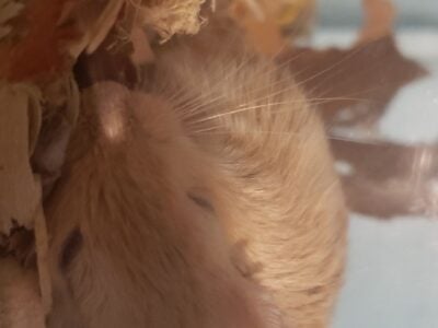 2 gerbils