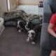 English Bulldog Puppies