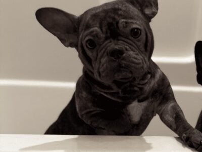 Blue Frenchie Female