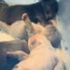 French Bull Dog Puppies