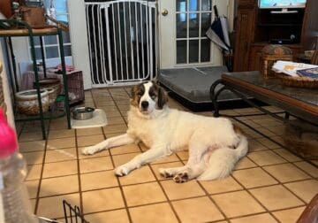 St. Bernard/Pyrenees Dog