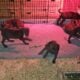 Cute Doberman Lab Pups for Sale – Healthy & Ready