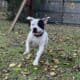 Pitbull for rehome