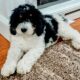 Male Bernedoodle Puppy