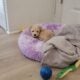 Cute Male Maltipoo