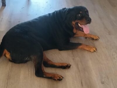 Rottweiler to loving family