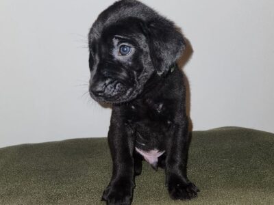 Great Golden Dane – Forrest
