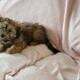 AKC Havanese puppies