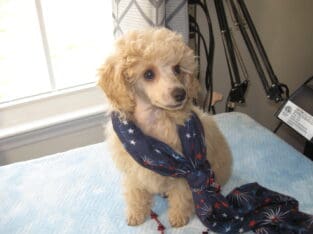 Teddy Needs a 4 Ever Home