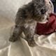 Toy Cavapoo girl puppy vaccinated & potty trained