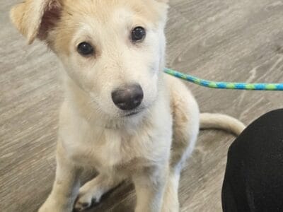Last pup left!