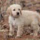 Goldendoodles