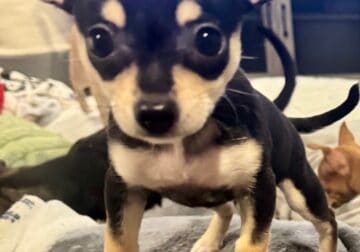 Black and tans Chihuahua puppies!