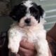 Havanese