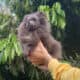Exclusive Rare Blue Pomeranian Puppy Female