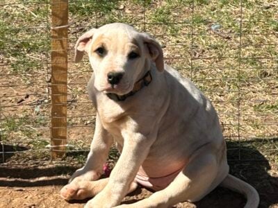 American bully bulldog/pitbull mix 50/50