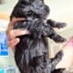 Havanese