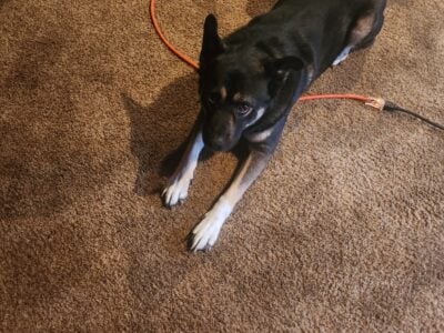 Akita,wolf,shepard,