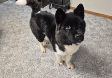 Akita Inu puppy