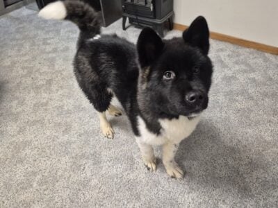 Akita Inu puppy