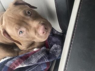 Staffordshire Mix