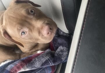 Staffordshire Mix