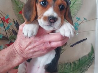 Akc Beagle Puppies
