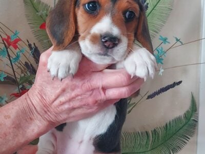 Akc Beagle Puppies