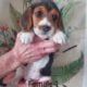 Akc Beagle Puppies