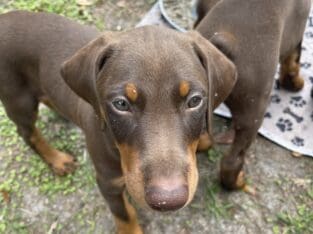 Doberman Red Male Puppy 8 weeks old
