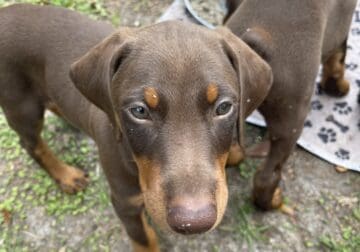 Doberman Red Male Puppy 8 weeks old