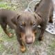Doberman Red Male Puppy 8 weeks old