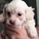 Havanese