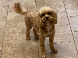CavaPoo Ruby is looking for a New Family