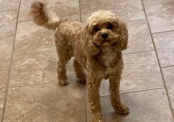 CavaPoo Ruby is looking for a New Family