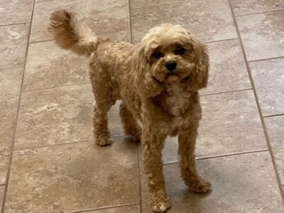 CavaPoo Ruby is looking for a New Family