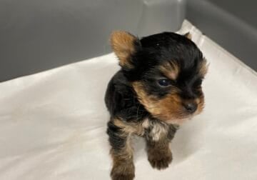 Adorable Yorkshire terrier puppy
